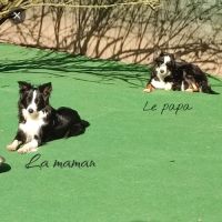 Femelle et mâle border collie disponible