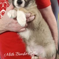 Femelle et mâle border collie disponible #3