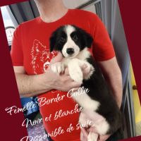 Femelle et mâle border collie disponible #4