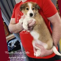 Femelle et mâle border collie disponible #5