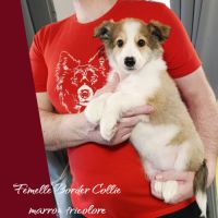 Femelle et mâle border collie disponible