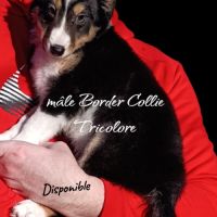 Femelle et mâle border collie disponible #7