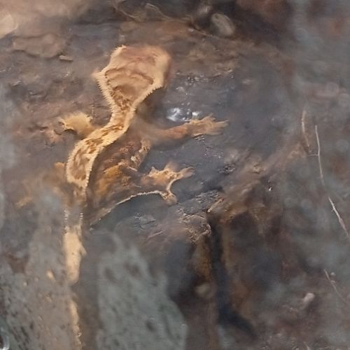 Gecko à crête juvénile #0