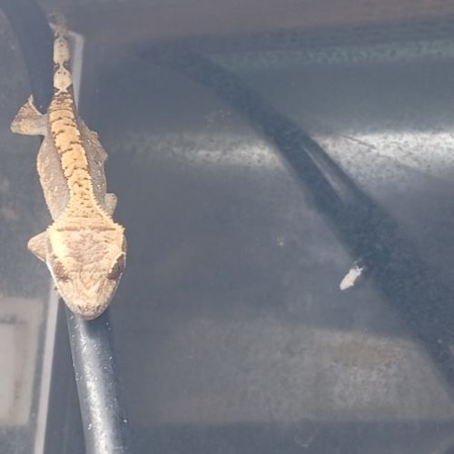 Gecko à crête juvénile #2