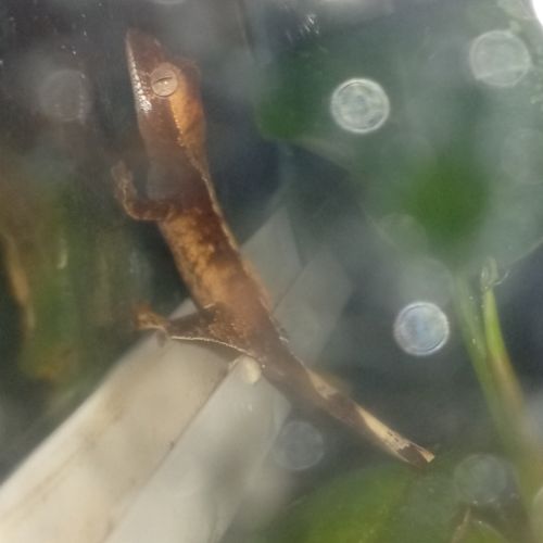 Gecko à crête juvénile #4