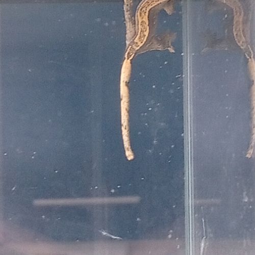 Gecko à crête juvénile #6