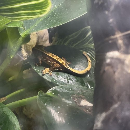 Gecko à crête juvénile #7