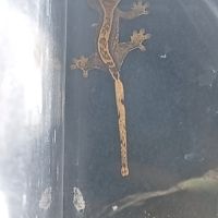 Gecko à crête juvénile #3
