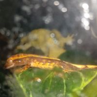 Gecko à crête juvénile #5