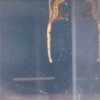 Gecko à crête juvénile #6