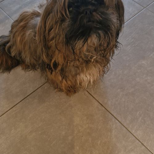 Donne shih tzu mâle 1 an #0