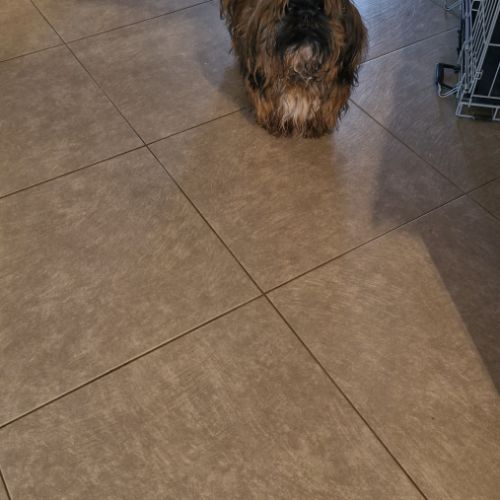 Donne shih tzu mâle 1 an #2