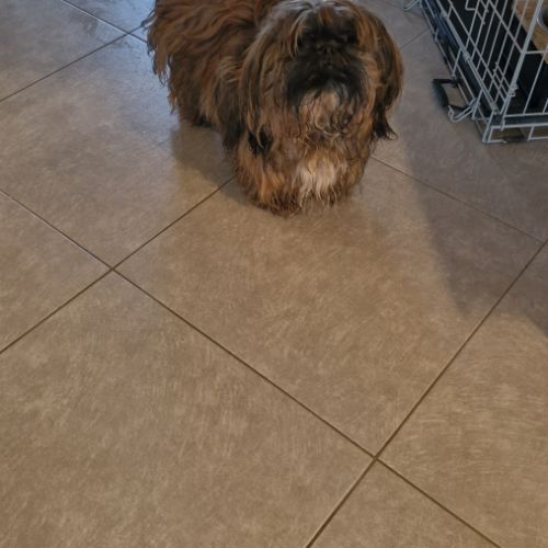 Donne shih tzu mâle 1 an #3