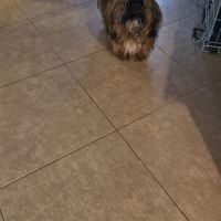 Donne shih tzu mâle 1 an #2