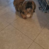 Donne shih tzu mâle 1 an #3