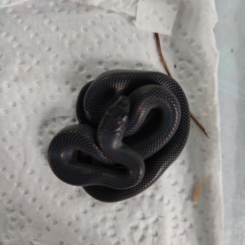 Boaedon fuliginosus black #2