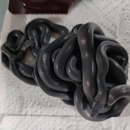 Boaedon fuliginosus black #0