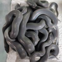 Boaedon fuliginosus black #1