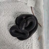 Boaedon fuliginosus black #2