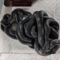 Boaedon fuliginosus black