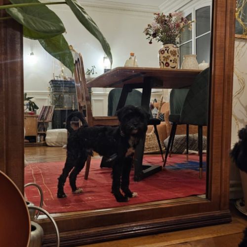 A adopter en urgence blackie #1