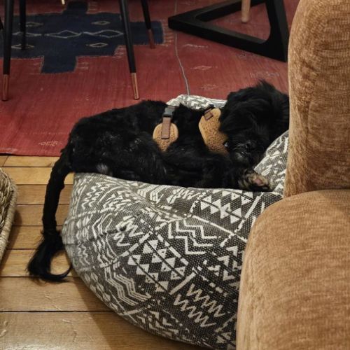 A adopter en urgence blackie #2