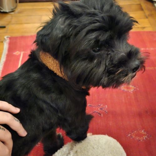 A adopter en urgence blackie