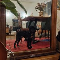 A adopter en urgence blackie #1