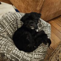 A adopter en urgence blackie #3