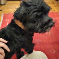 A adopter en urgence blackie