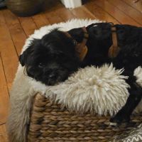 A adopter en urgence blackie #5