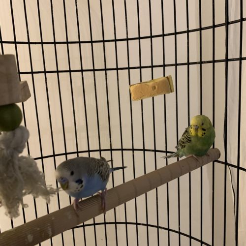 Couple perruches avec cage