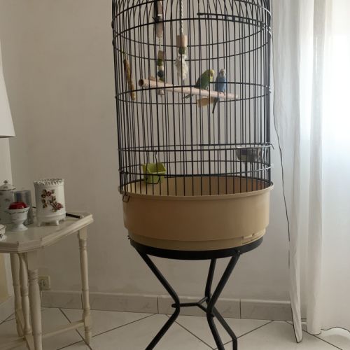 Couple perruches avec cage #2