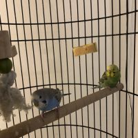 Couple perruches avec cage #0