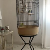 Couple perruches avec cage #2