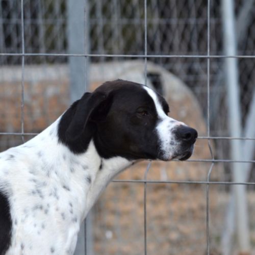 Zuri, jeune mâle pointer de 2 ans #1