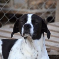Zuri, jeune mâle pointer de 2 ans #0
