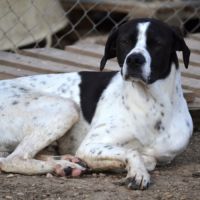 Zuri, jeune mâle pointer de 2 ans #5