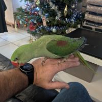 Superbe mâle grand alexandre eam 4mois #1