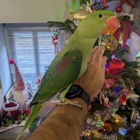 Superbe mâle grand alexandre eam 4mois #2