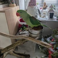 Superbe mâle grand alexandre eam 4mois