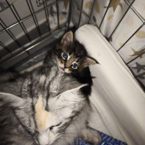 A réserver chatons maine coon #3