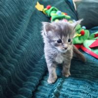 A réserver chatons maine coon #1