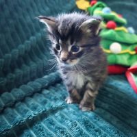 A réserver chatons maine coon