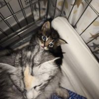 A réserver chatons maine coon #3