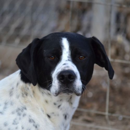 À l’adoption – daby, pointer mâle, bientôt 2 ans