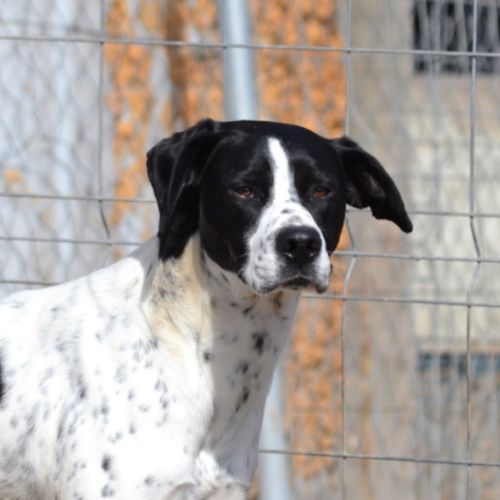 À l’adoption – daby, pointer mâle, bientôt 2 ans #2