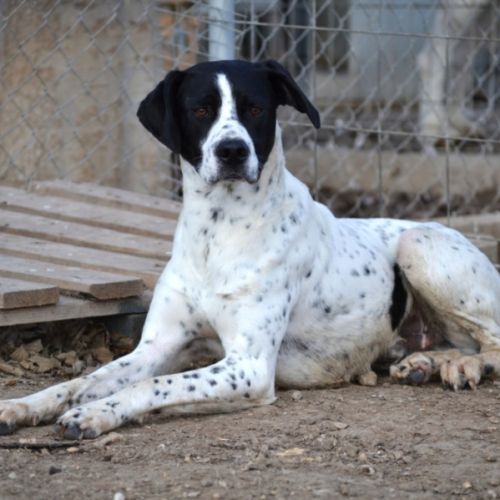À l’adoption – daby, pointer mâle, bientôt 2 ans #3