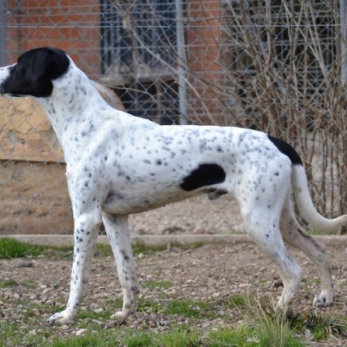 À l’adoption – daby, pointer mâle, bientôt 2 ans #4