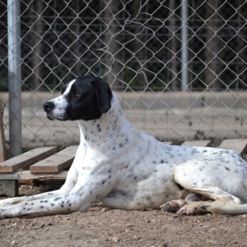À l’adoption – daby, pointer mâle, bientôt 2 ans #5